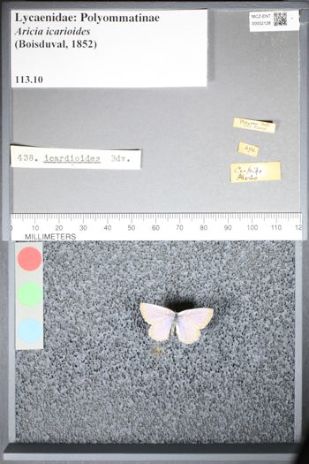 Media type: image;   Entomology 52128